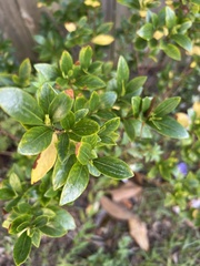 Gardenia jasminoides