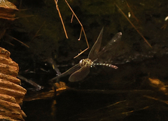 Austroaeschna cooloola