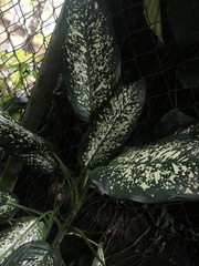 Dieffenbachia
