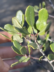 Quercus berberidifolia