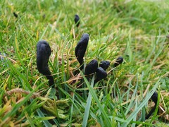 Geoglossum