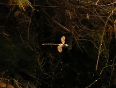 Austroaeschna cooloola