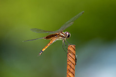 Tramea darwini