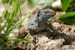 Bonaire Island Whiptail Lizard photo 1