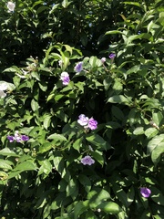 Brunfelsia pauciflora