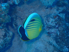 Chaetodon austriacus