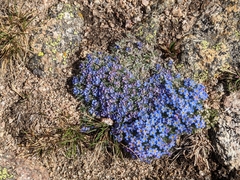 Eritrichium argenteum