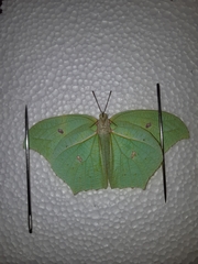 Anteos maerula