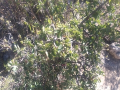 Karwinskia humboldtiana