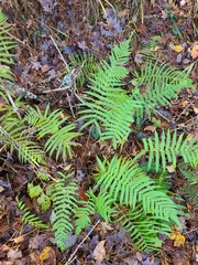 Pelazoneuron kunthii