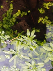 Callitriche palustris