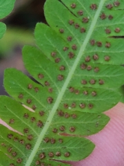 Pelazoneuron kunthii