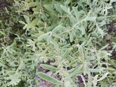 Buddleja scordioides