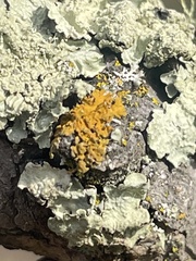 Xanthomendoza