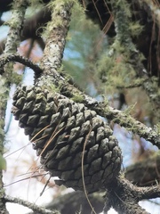 Pinus