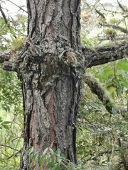 Pinus