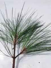 Pinus
