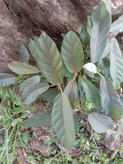 Apeiba tibourbou
