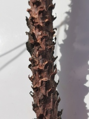 Pinus