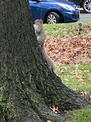 Sciurus carolinensis