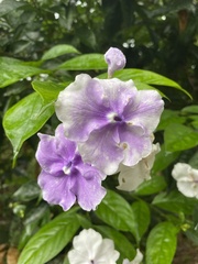 Brunfelsia pauciflora