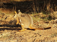 Petrogale xanthopus