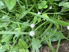 Cyperus mindorensis