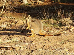 Petrogale xanthopus