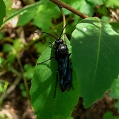 Elaphroptera