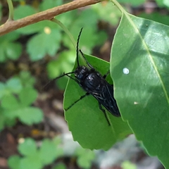 Elaphroptera