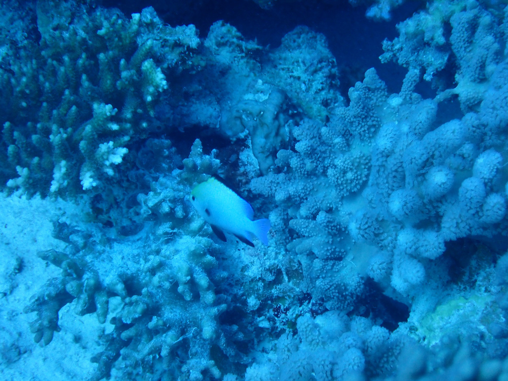 Blackbordered dascyllus