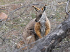 Petrogale xanthopus