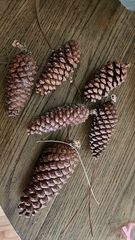 Pinus elliottii densa