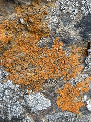 Xanthorioideae