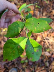 Euonymus americanus