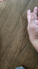 Pinus elliottii densa