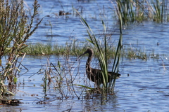 Plegadis chihi