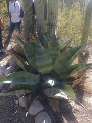 Agave marmorata