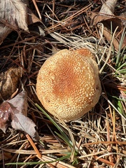 Echinoderma asperum