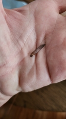 Pinus elliottii densa