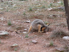 Petrogale xanthopus