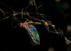 Callibaetis pictus