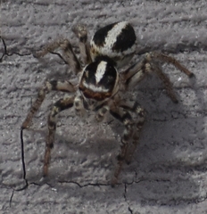 Leptofreya ambigua