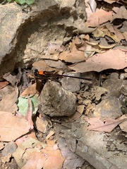 Austroargiolestes chrysoides