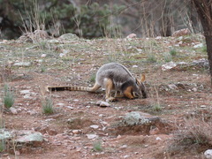 Petrogale xanthopus