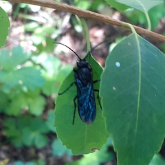Elaphroptera