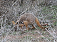 Petrogale xanthopus
