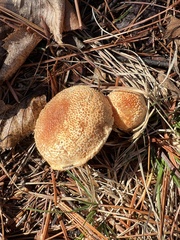 Echinoderma asperum