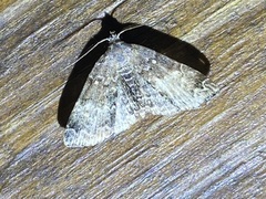 Metalectra richardsi