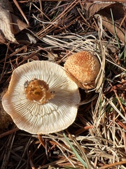 Echinoderma asperum
